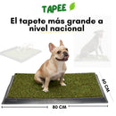 Kit de entrenamiento para perros: tapete sanitario + cepillo GRÁTIS